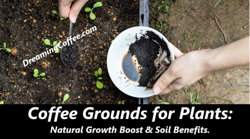 Coffee Grounds for Plants: Natural Growth Boost & Soil Benefits.