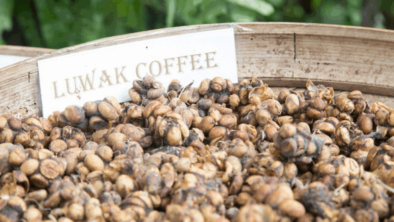 Luwak Coffee in a Drum e1760593109158