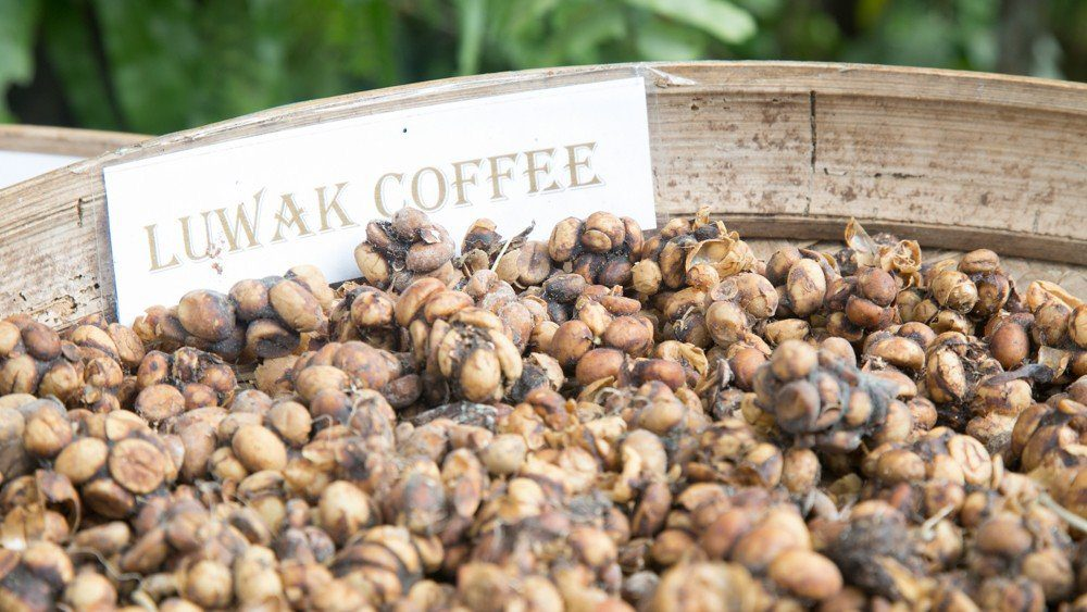 Luwak Coffee in a Drum