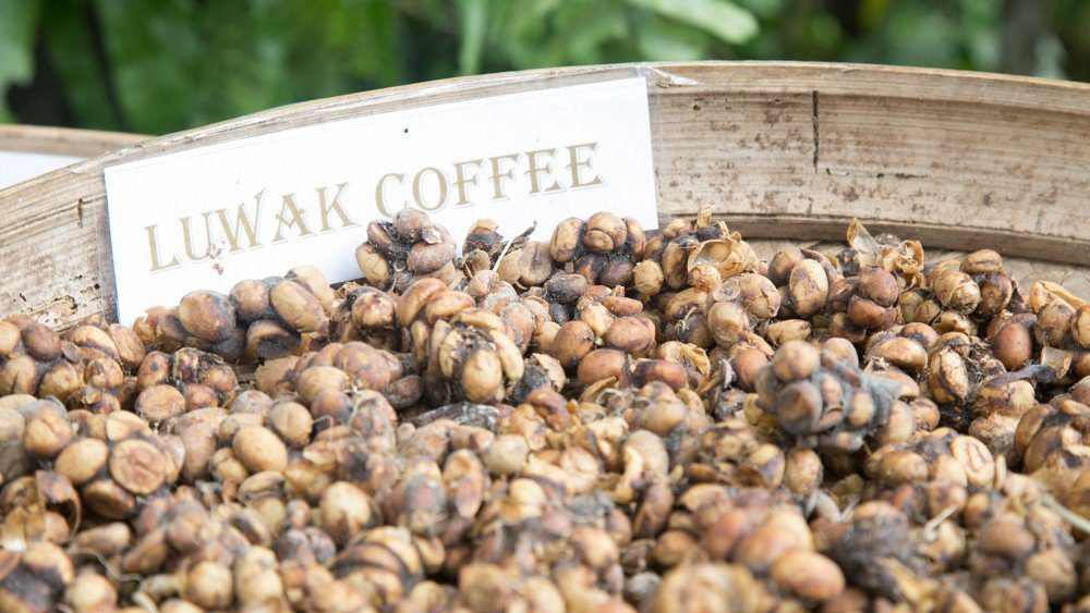 How is the Most Expensive coffee in the World Made? Luwak Coffee