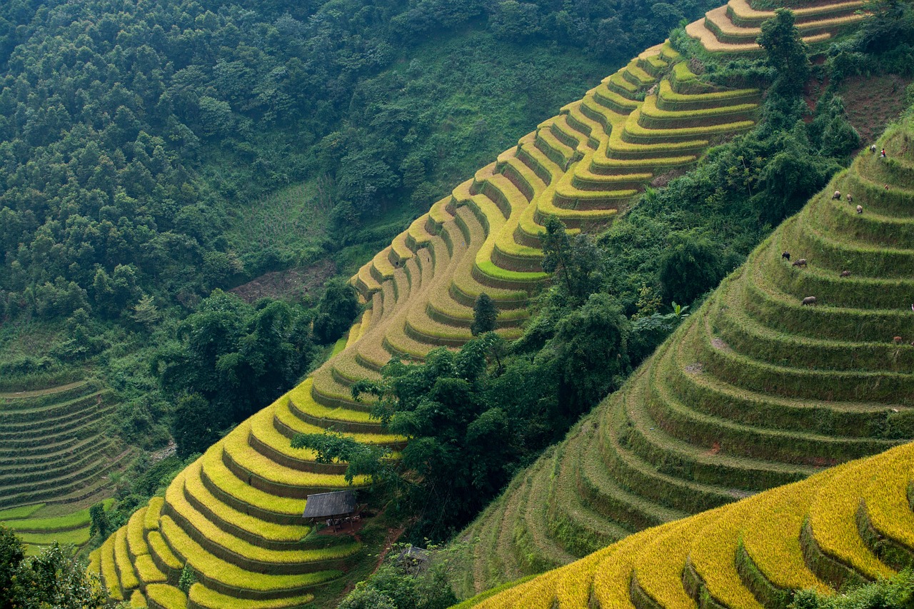 rice terraces, rice fields, vietnam-6635485.jpg