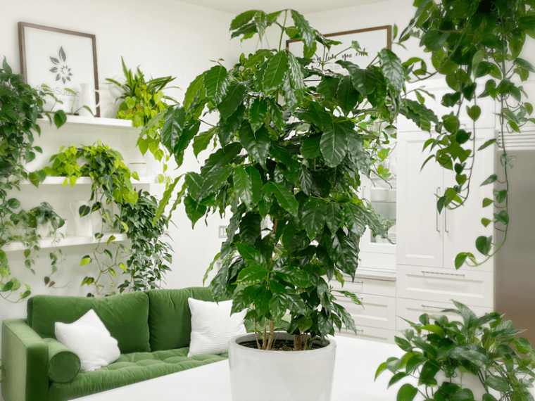 Grow Your Own Coffee at Home