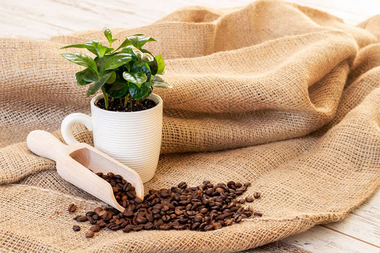 Single-Origin vs. Blends: How to Choose Your Coffee Beans.